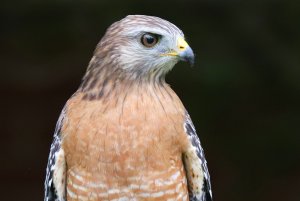 Red-shouldered Hawk Close-up