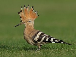 Hoopoe