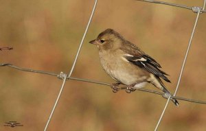 Chaffinch