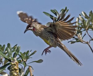 Leaping Wattlebird