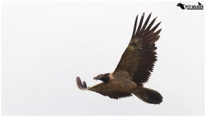 Bearded Vulture