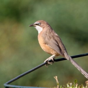 White-throated Babbler