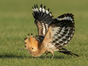 Hoopoe