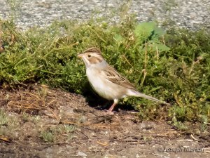 Clay-colored Sparrow