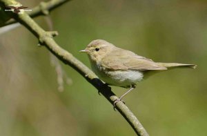 Chiffchaff