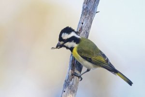 Western Crested Shrike-tit