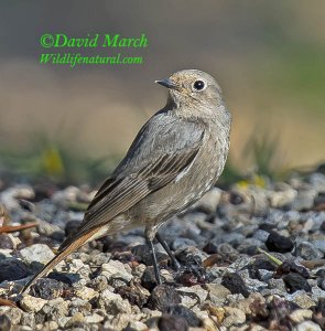 The inquisitive female Redstart