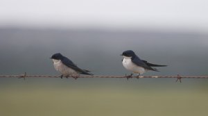 pearl-breasted swallow