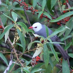 White-headed Bulbul