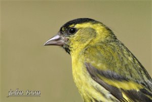 siskin