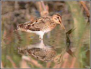 Common Snipe