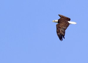 Bald Eagle (adult)