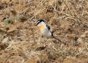 Jerdon's Minivet