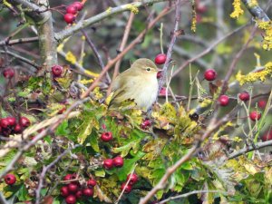 Chiffchaff