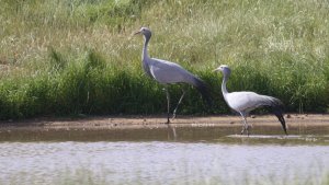 blue crane