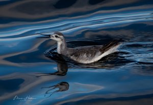 Wilson's Phalarope