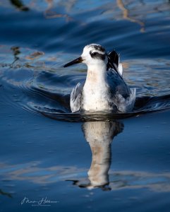 Grey/Red Phalarope