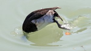 Tufted Duck 2.