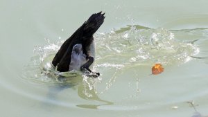 Tufted Duck 3.