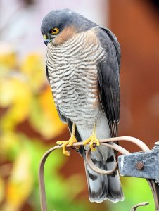 Male Sparrowhawk seen off