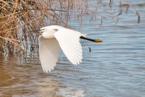 Little egret