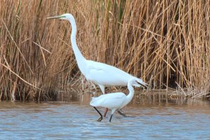 Great egret vs. Little egret