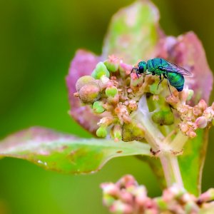 Cuckoo Wasp