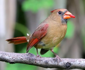 Northern Cardinal