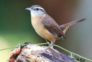 Carolina Wren