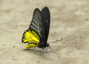 Golden Birdwing