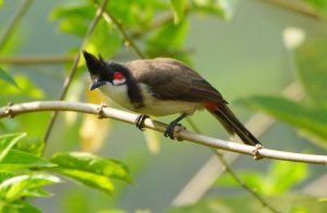 red whiskered bulbul