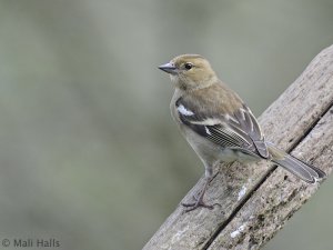 Chaffinch