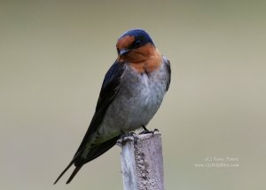 Welcome Swallow!