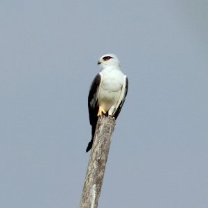 Black-winged Kite