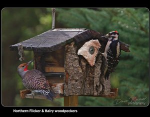 Uneasy friends at feeder