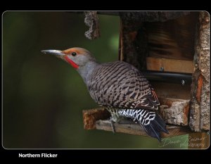 Northern Flicker