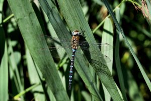 Migrant Hawker Dragonfly