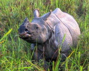 Greater one-horned Rhino