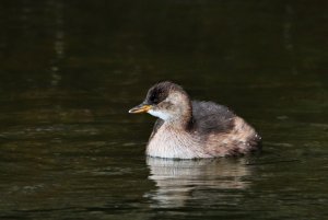 Little Grebe