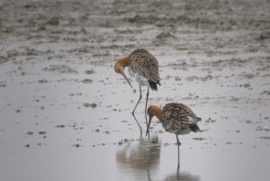 Black-Tailed Godwits