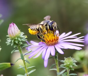 Leafcutter Bee