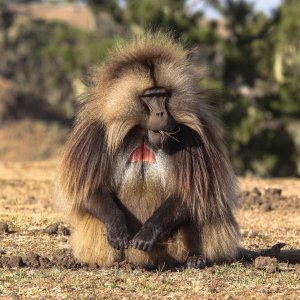 Gelada Baboon