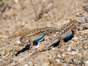 Western Fence Lizard (Sceloporus occidentalis bocourtii)