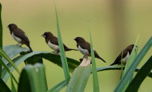 white rumped munia