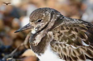 Turnstone