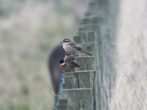 Brown Shrike