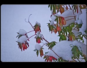 Early snowfall on perennial 1