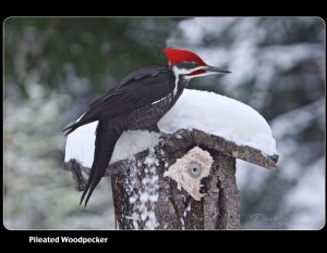 Pileated Woodpecker