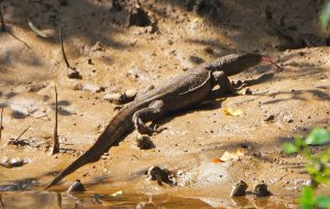 monitor lizard