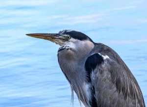 Grey Heron juvenile